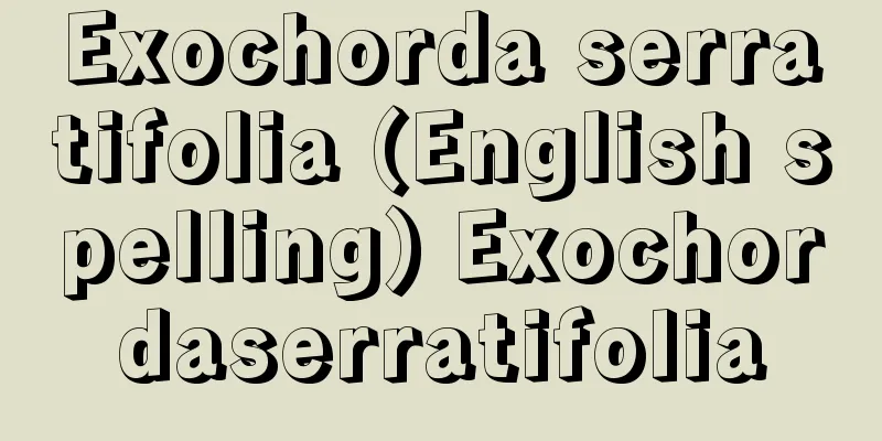 Exochorda serratifolia (English spelling) Exochordaserratifolia