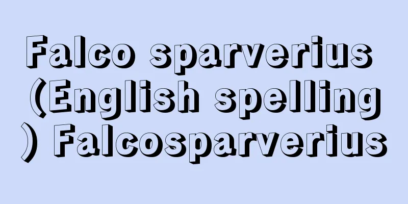 Falco sparverius (English spelling) Falcosparverius