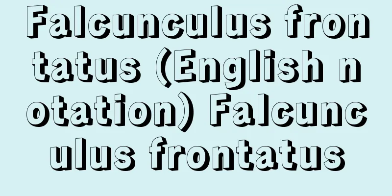 Falcunculus frontatus (English notation) Falcunculus frontatus