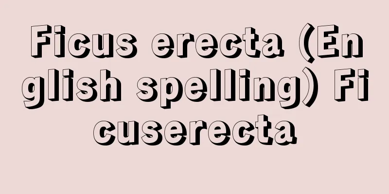 Ficus erecta (English spelling) Ficuserecta
