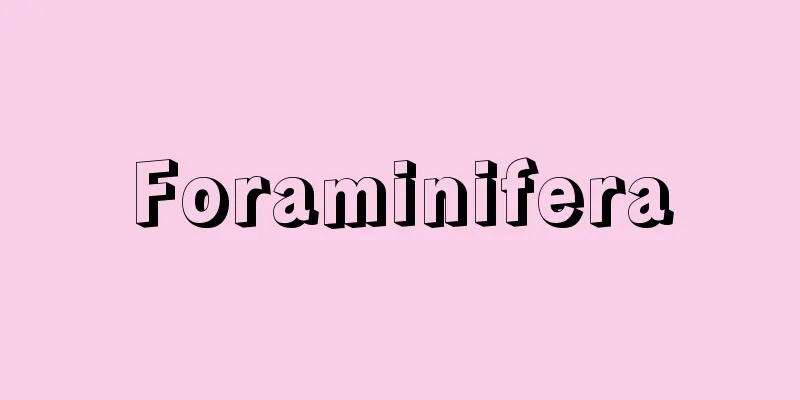 Foraminifera