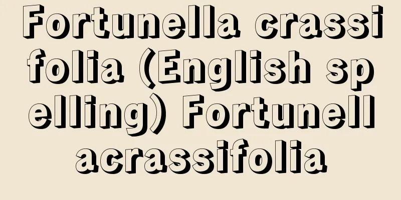 Fortunella crassifolia (English spelling) Fortunellacrassifolia