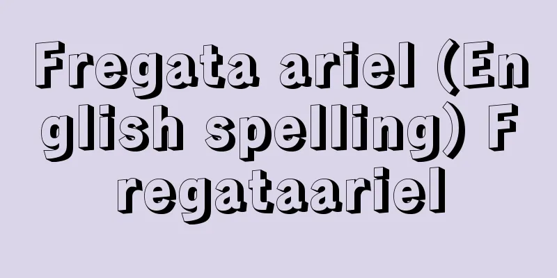 Fregata ariel (English spelling) Fregataariel