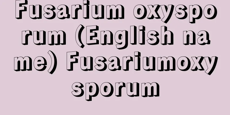 Fusarium oxysporum (English name) Fusariumoxysporum