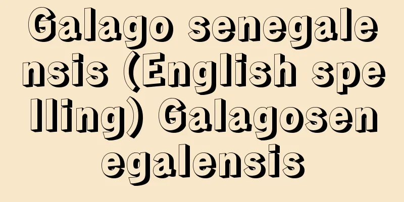 Galago senegalensis (English spelling) Galagosenegalensis