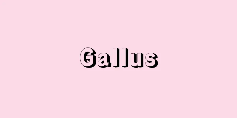 Gallus