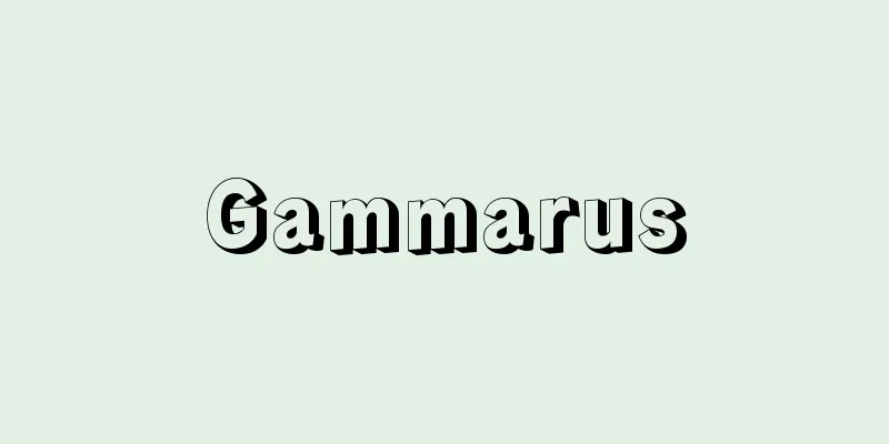 Gammarus