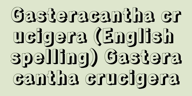 Gasteracantha crucigera (English spelling) Gasteracantha crucigera