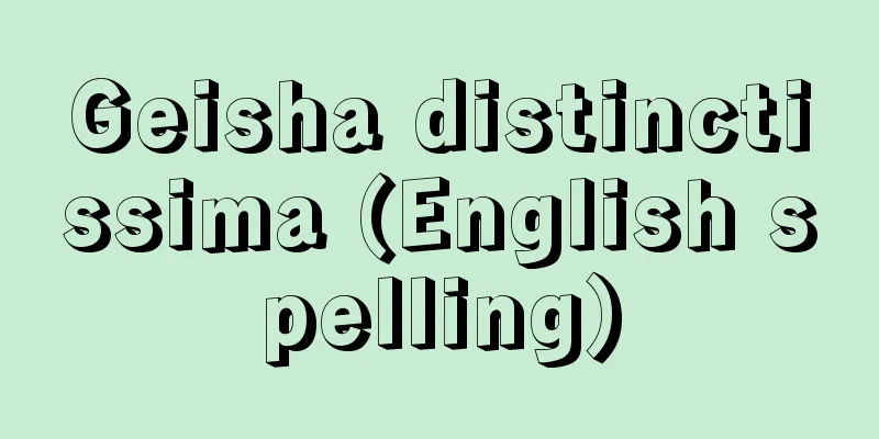 Geisha distinctissima (English spelling)