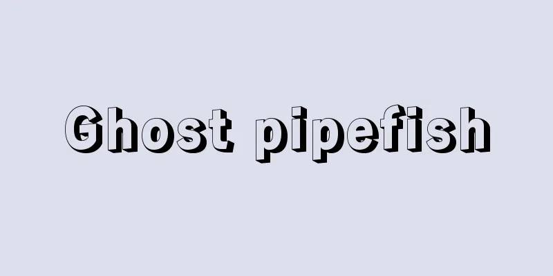 Ghost pipefish