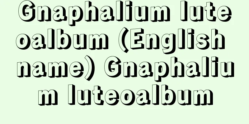 Gnaphalium luteoalbum (English name) Gnaphalium luteoalbum