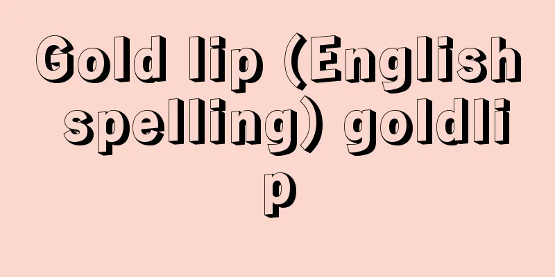 Gold lip (English spelling) goldlip