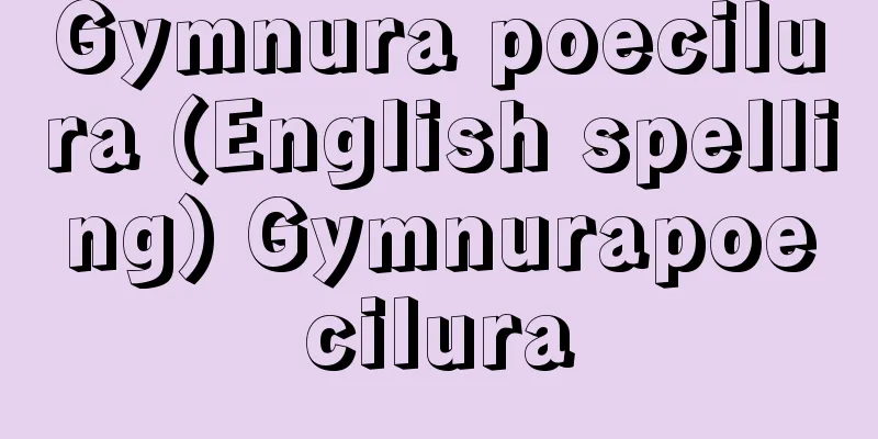 Gymnura poecilura (English spelling) Gymnurapoecilura