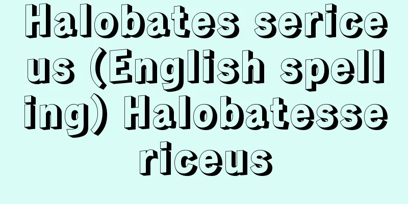 Halobates sericeus (English spelling) Halobatessericeus