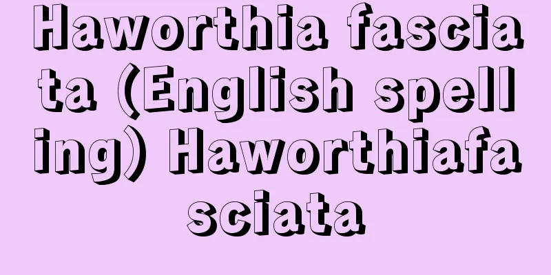 Haworthia fasciata (English spelling) Haworthiafasciata