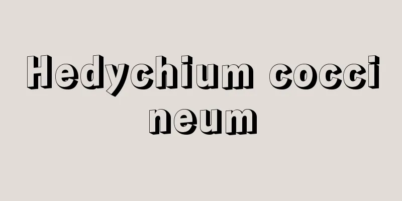 Hedychium coccineum