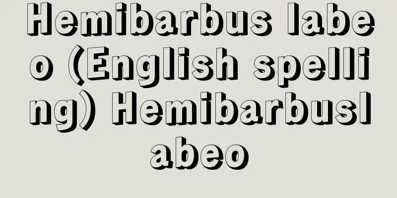 Hemibarbus labeo (English spelling) Hemibarbuslabeo
