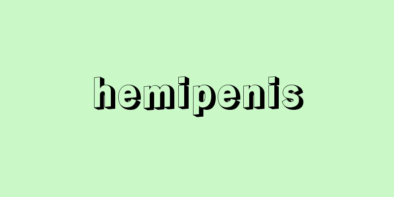 hemipenis