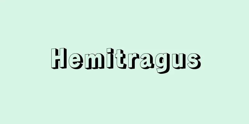 Hemitragus