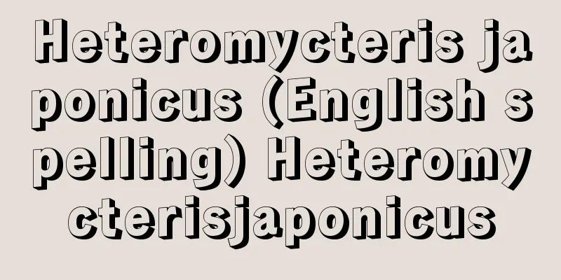 Heteromycteris japonicus (English spelling) Heteromycterisjaponicus