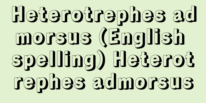 Heterotrephes admorsus (English spelling) Heterotrephes admorsus