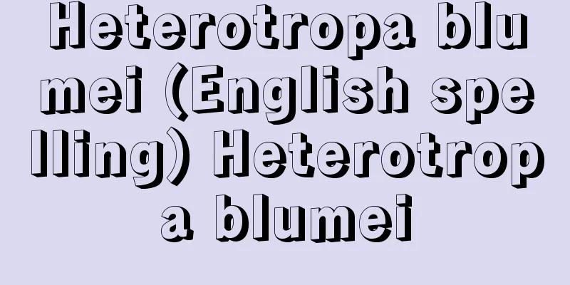 Heterotropa blumei (English spelling) Heterotropa blumei