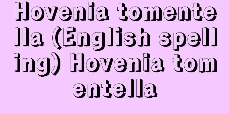 Hovenia tomentella (English spelling) Hovenia tomentella