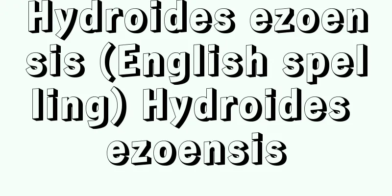 Hydroides ezoensis (English spelling) Hydroides ezoensis