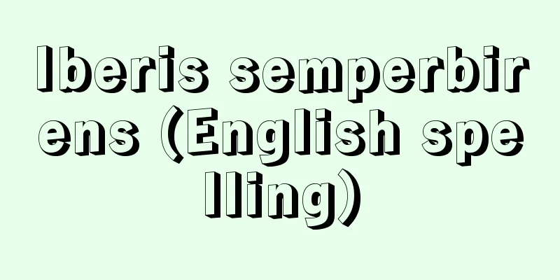 Iberis semperbirens (English spelling)