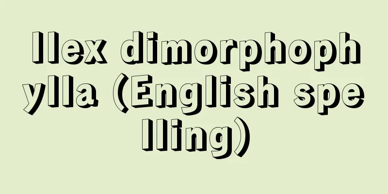 Ilex dimorphophylla (English spelling)