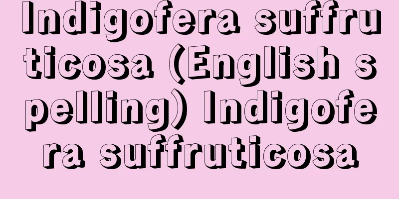 Indigofera suffruticosa (English spelling) Indigofera suffruticosa