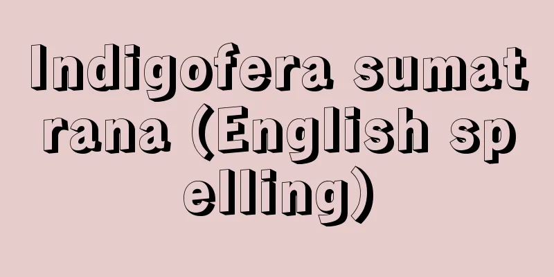 Indigofera sumatrana (English spelling)