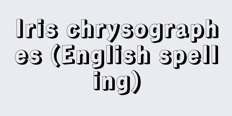 Iris chrysographes (English spelling)