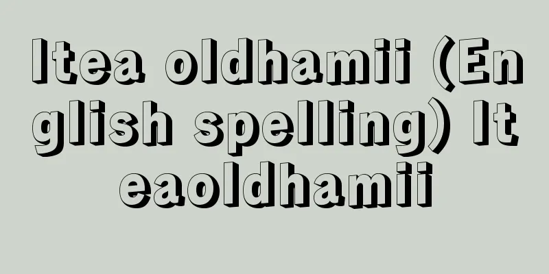 Itea oldhamii (English spelling) Iteaoldhamii