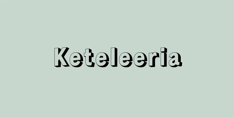Keteleeria