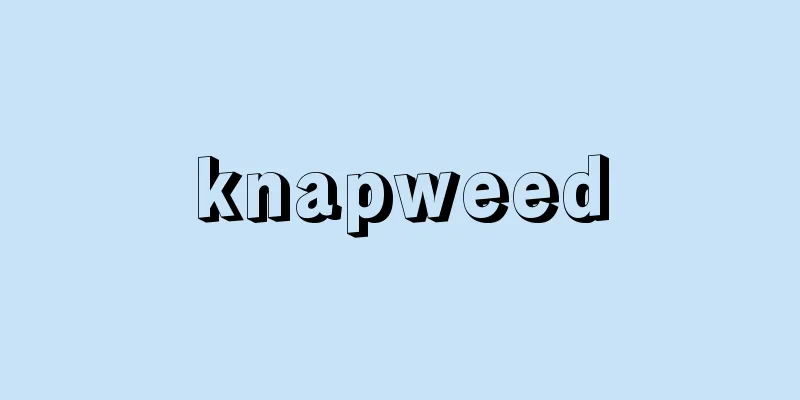 knapweed