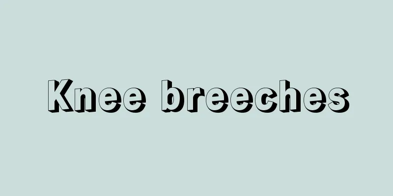Knee breeches