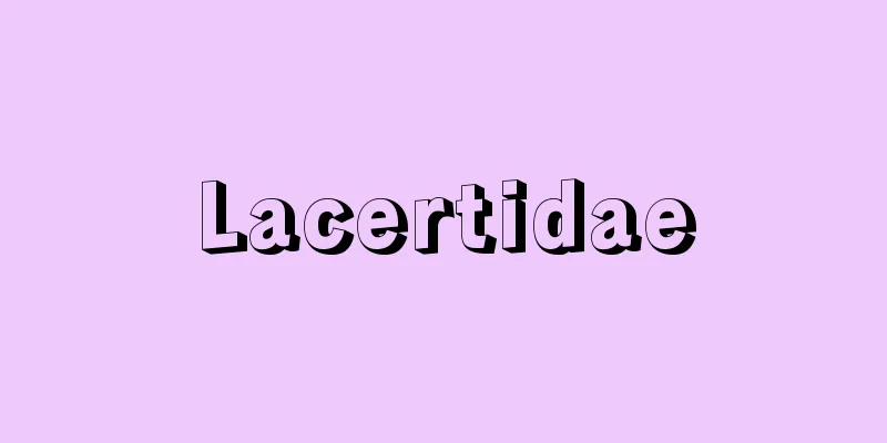 Lacertidae