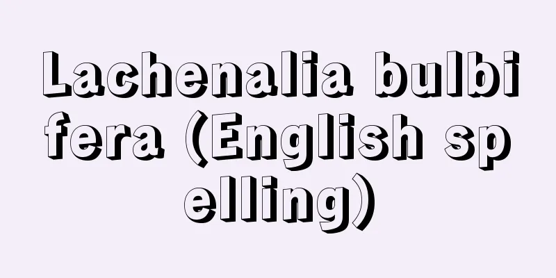 Lachenalia bulbifera (English spelling)
