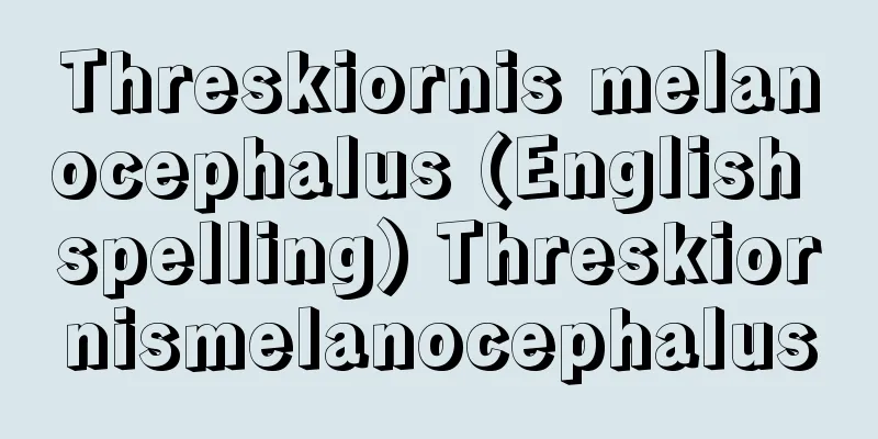 Threskiornis melanocephalus (English spelling) Threskiornismelanocephalus