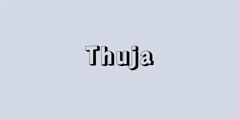Thuja