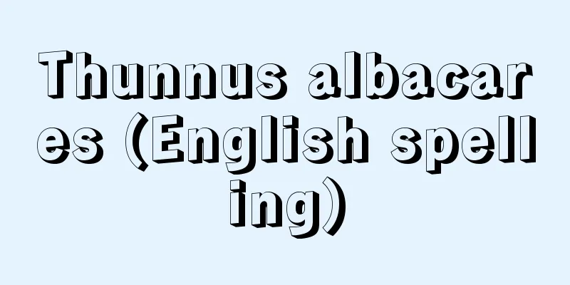 Thunnus albacares (English spelling)