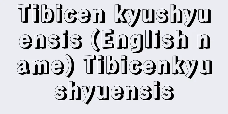 Tibicen kyushyuensis (English name) Tibicenkyushyuensis