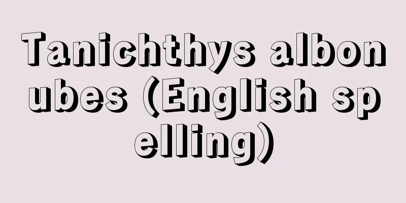 Tanichthys albonubes (English spelling)