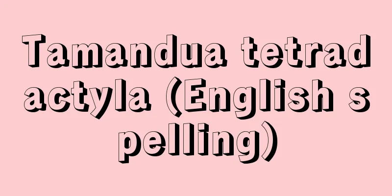 Tamandua tetradactyla (English spelling)