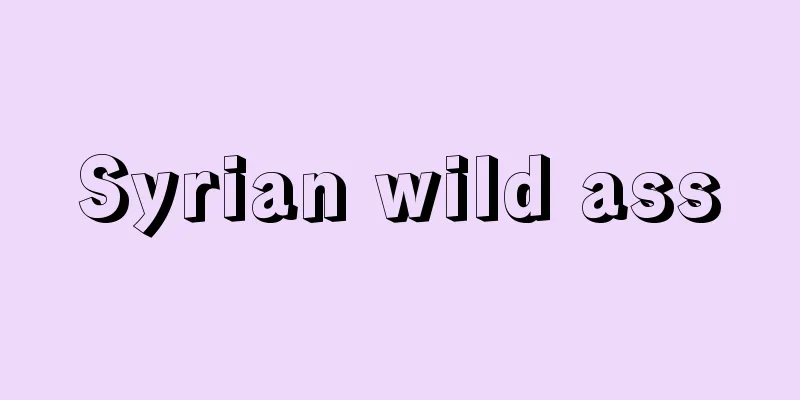 Syrian wild ass