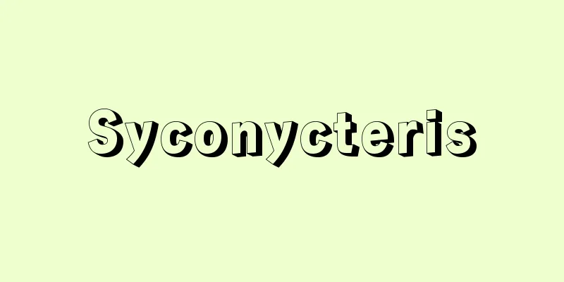 Syconycteris