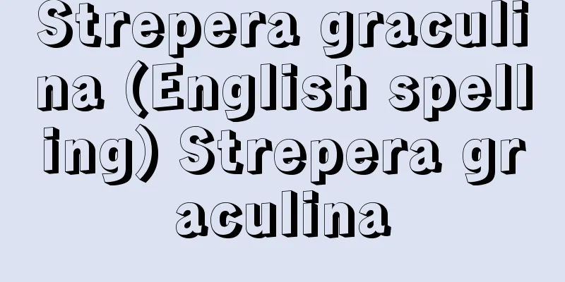 Strepera graculina (English spelling) Strepera graculina