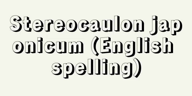 Stereocaulon japonicum (English spelling)