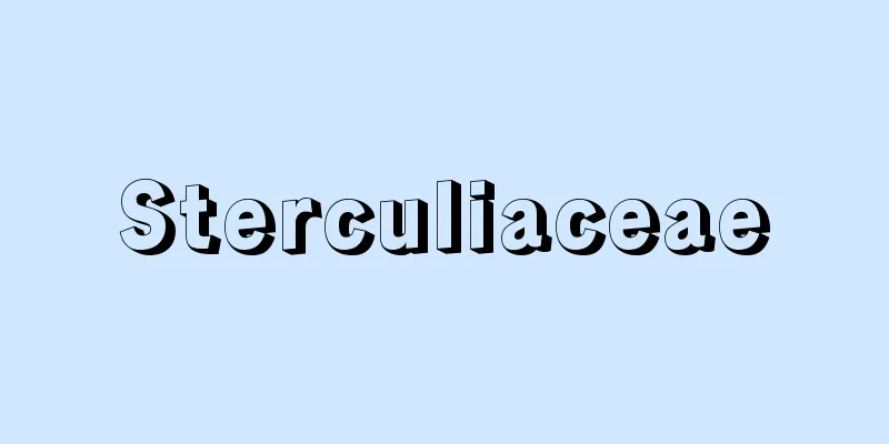 Sterculiaceae